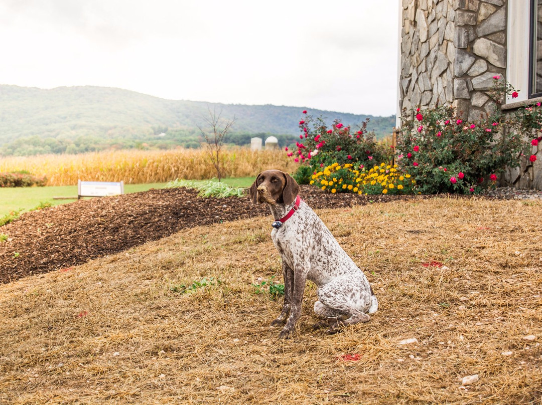 Catoctin Breeze Vineyard & Winery-Thurmont必去景点