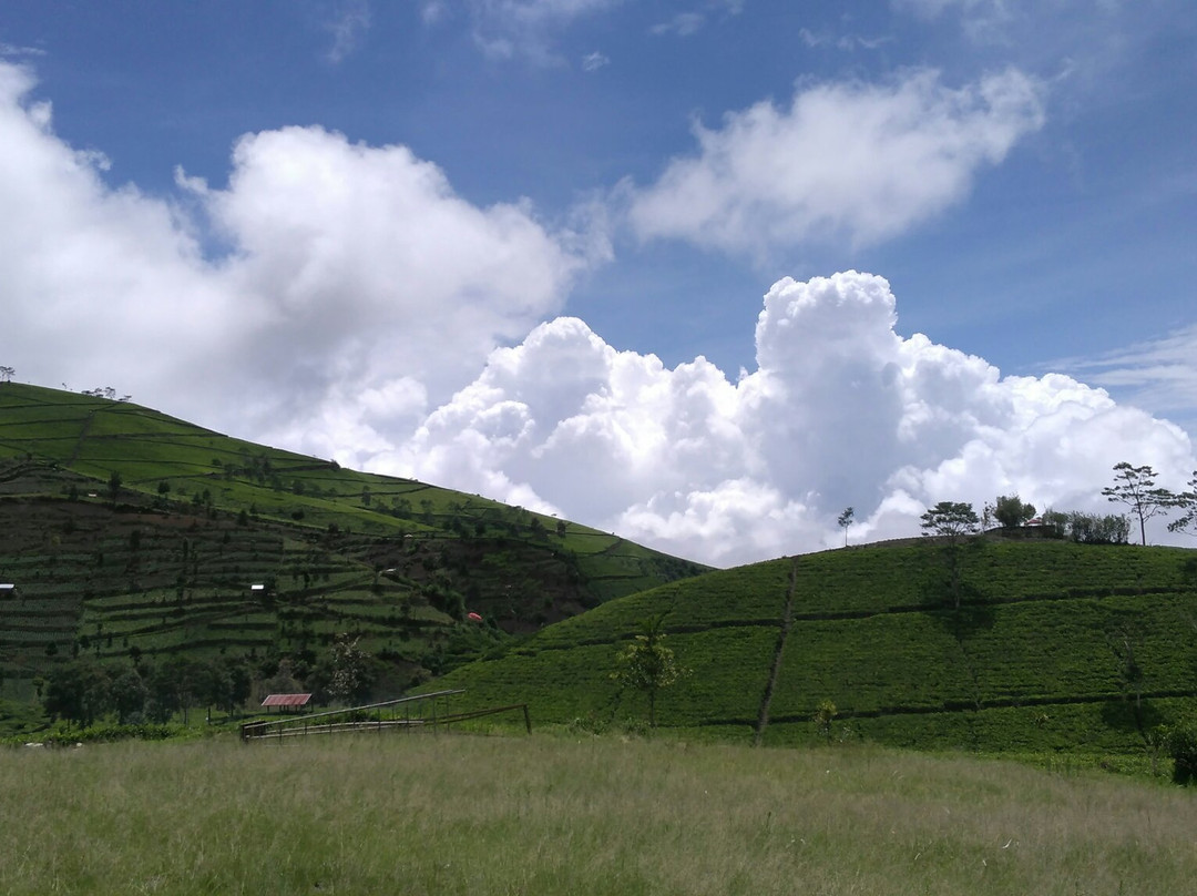 Kaligua Tea Plantation景点图片