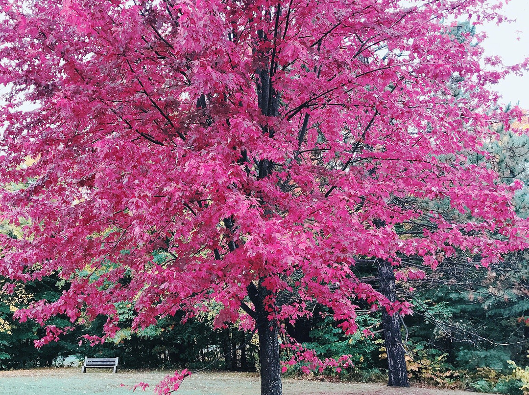 Odell Park-弗雷德里克顿必去景点