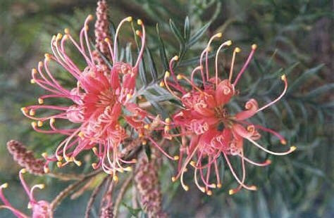 Pilchers Bridge Flora and Fauna Reserve-Harcourt North必去景点