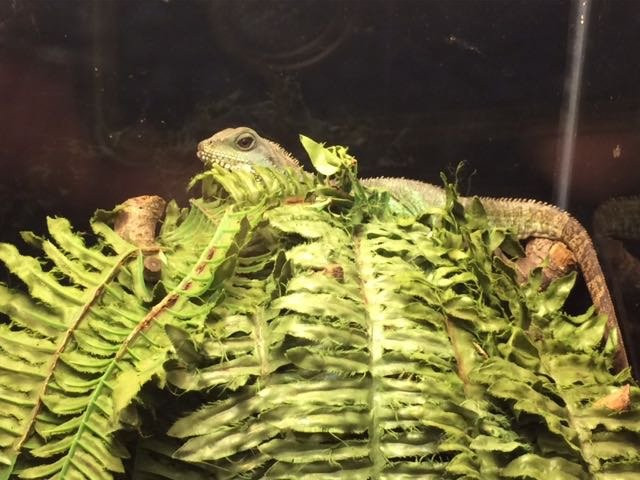 Terrarium de Kerdanet景点图片