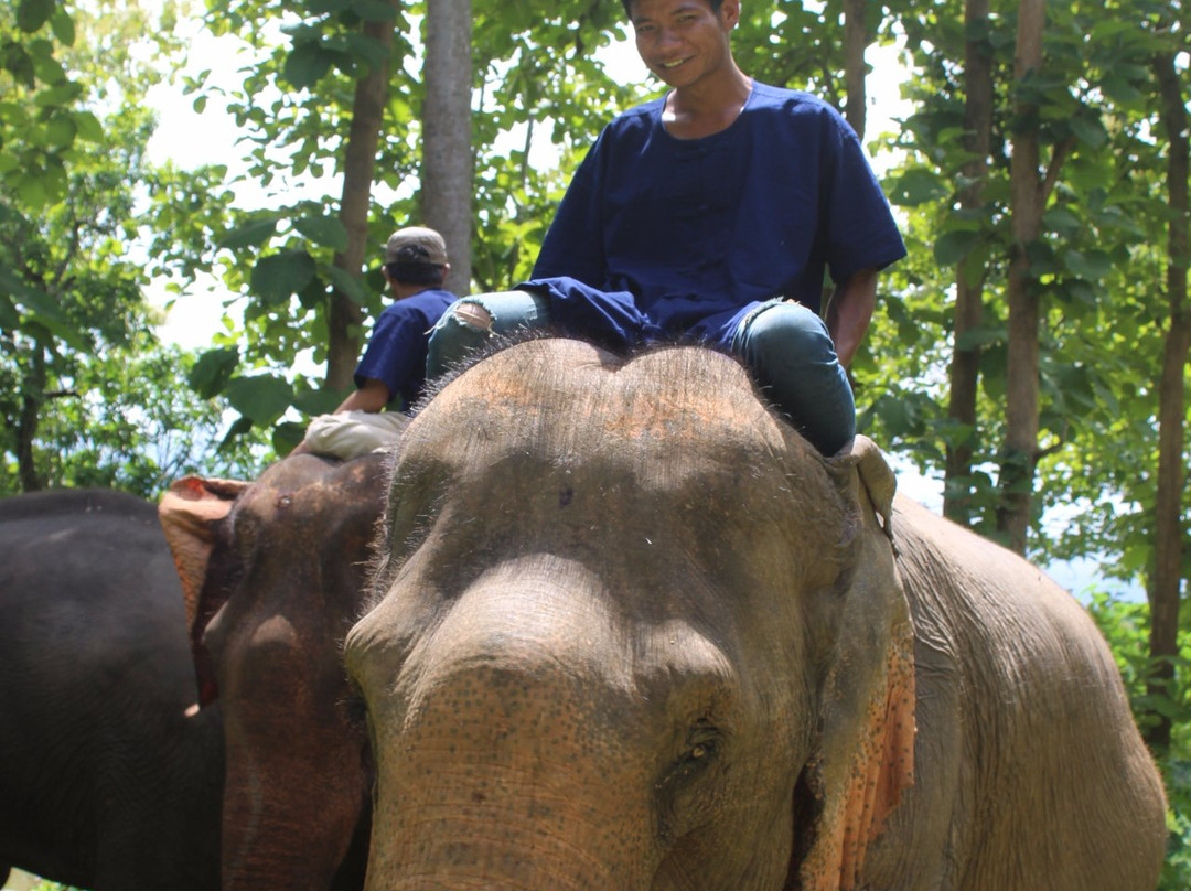 All Lao Elephant Camp景点图片
