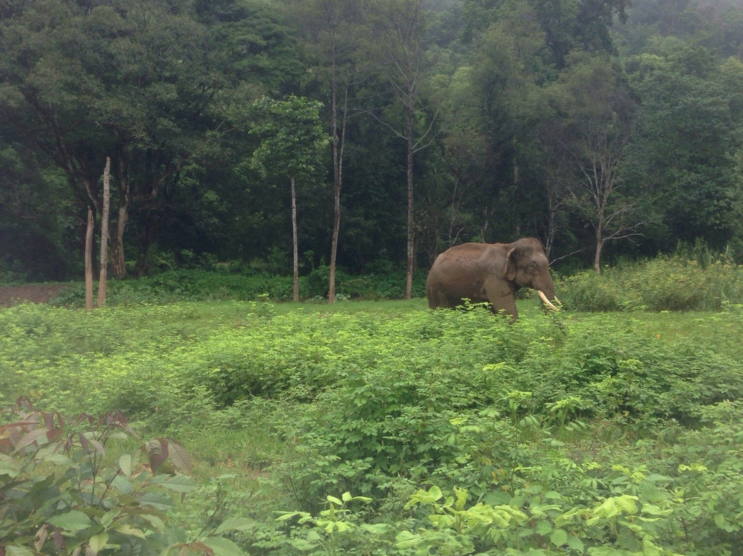 Mayrin Elephant Family Camp-夜登必去景点