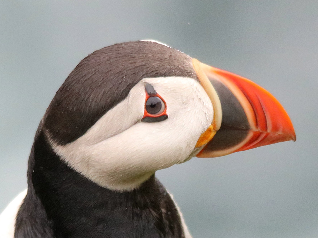 Puffin Hikes景点图片