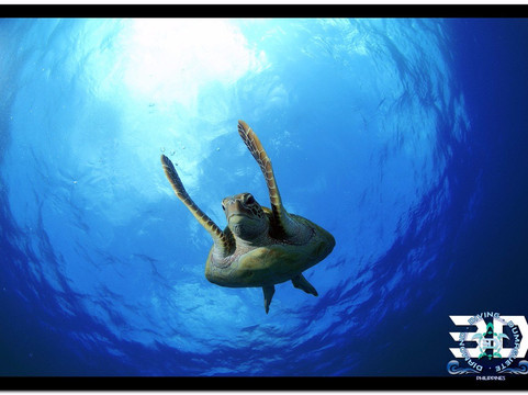 3D Diving Sipalay-Cauayan必去景点