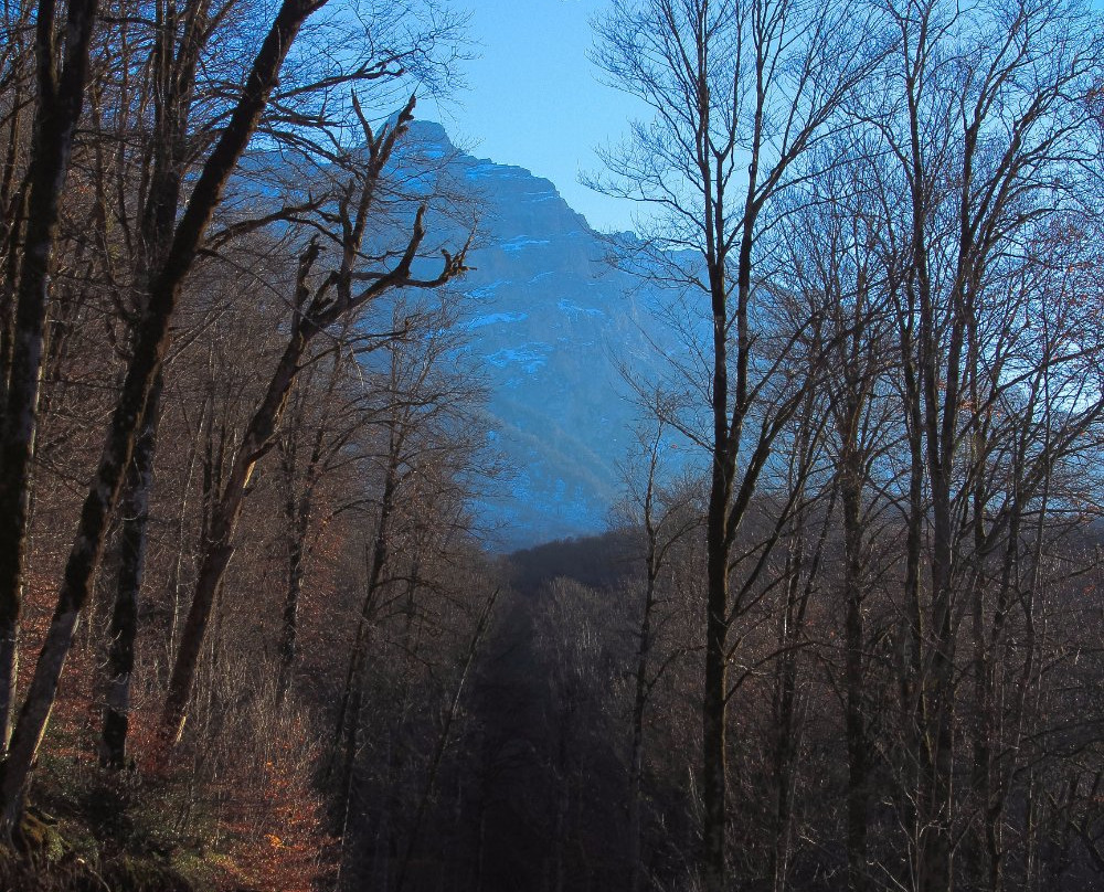 Mersisi Forest (sangdeh forest)景点图片