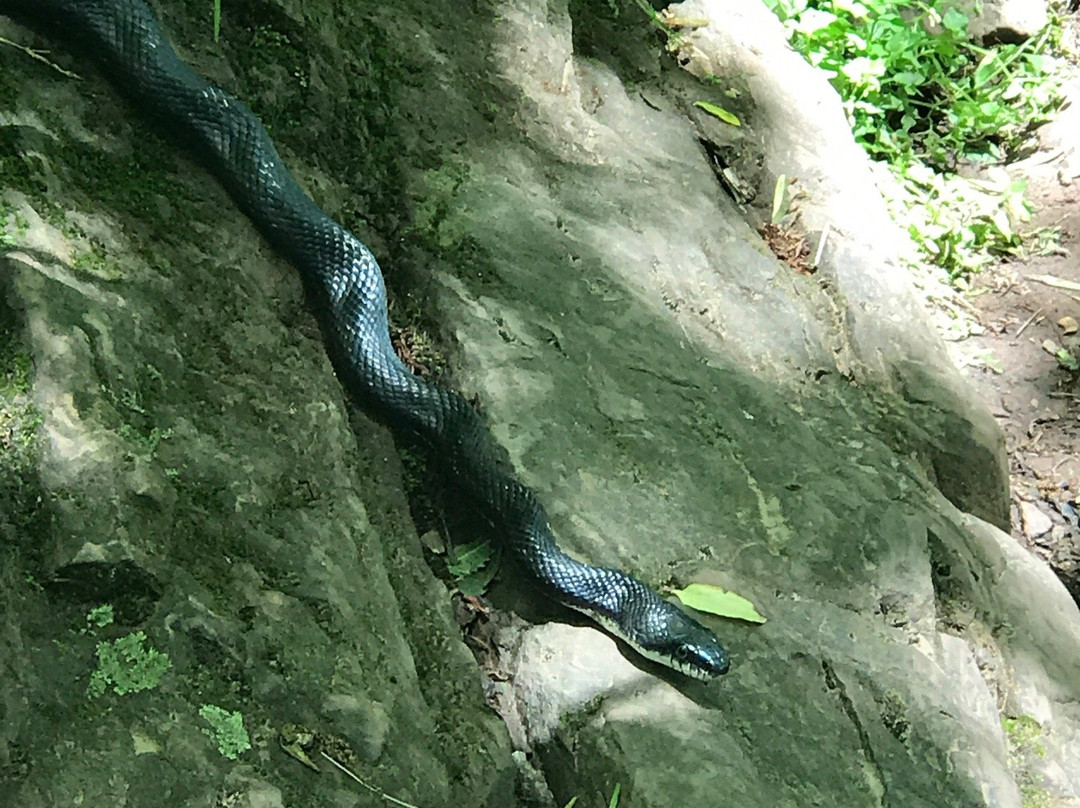 House Mountain State Natural Area-诺克斯维尔必去景点