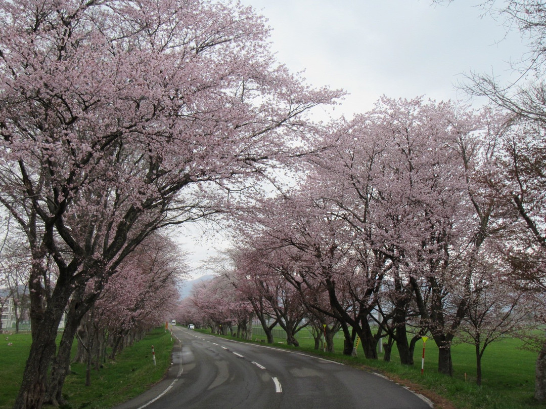 Yushun Sakura Road-浦河町必去景点