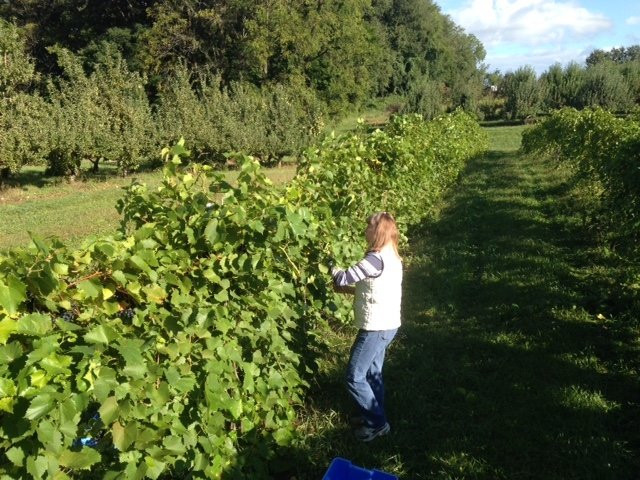 Fruit Hills Winery And Orchard-Bristol必去景点