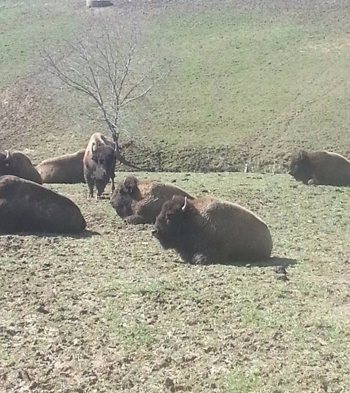 Boss Bison Ranch-Cadiz必去景点