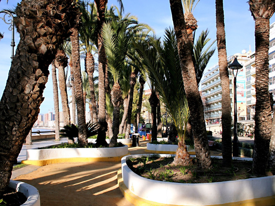 Parc Municipal El Palmeral Elche景点图片