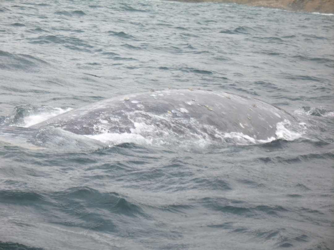 Whale, Sea Life and Shark Museum-Depoe Bay必去景点