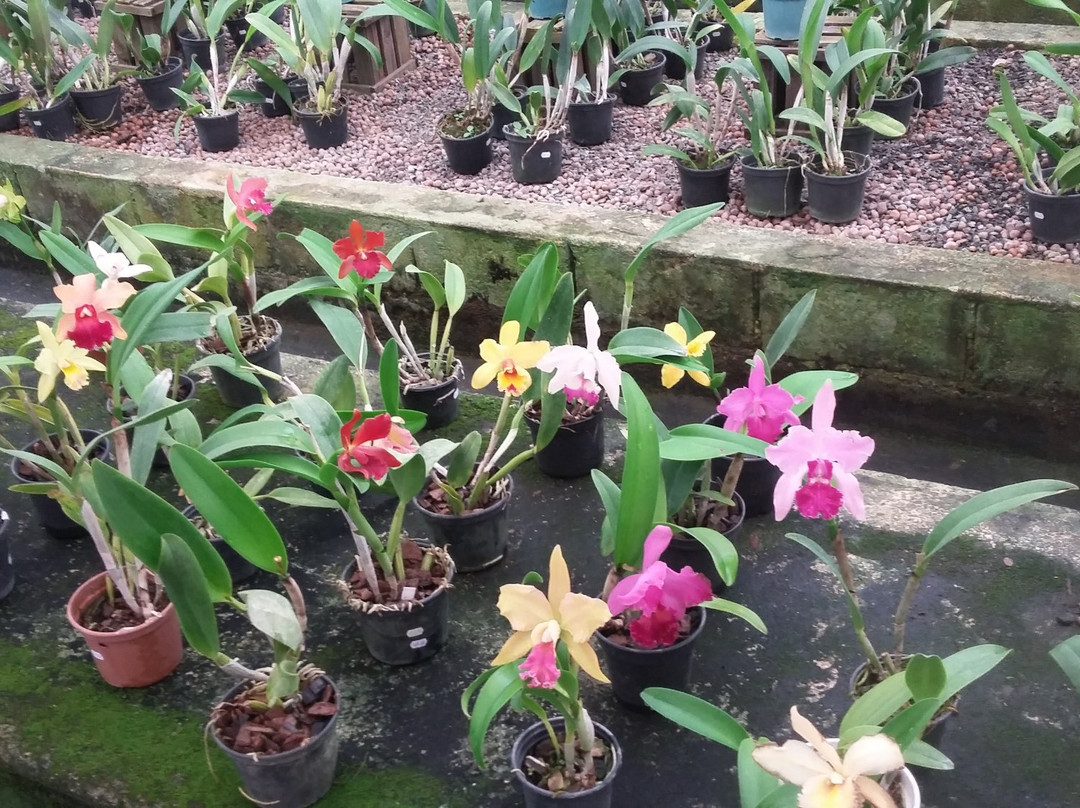 Orquidacea景点图片