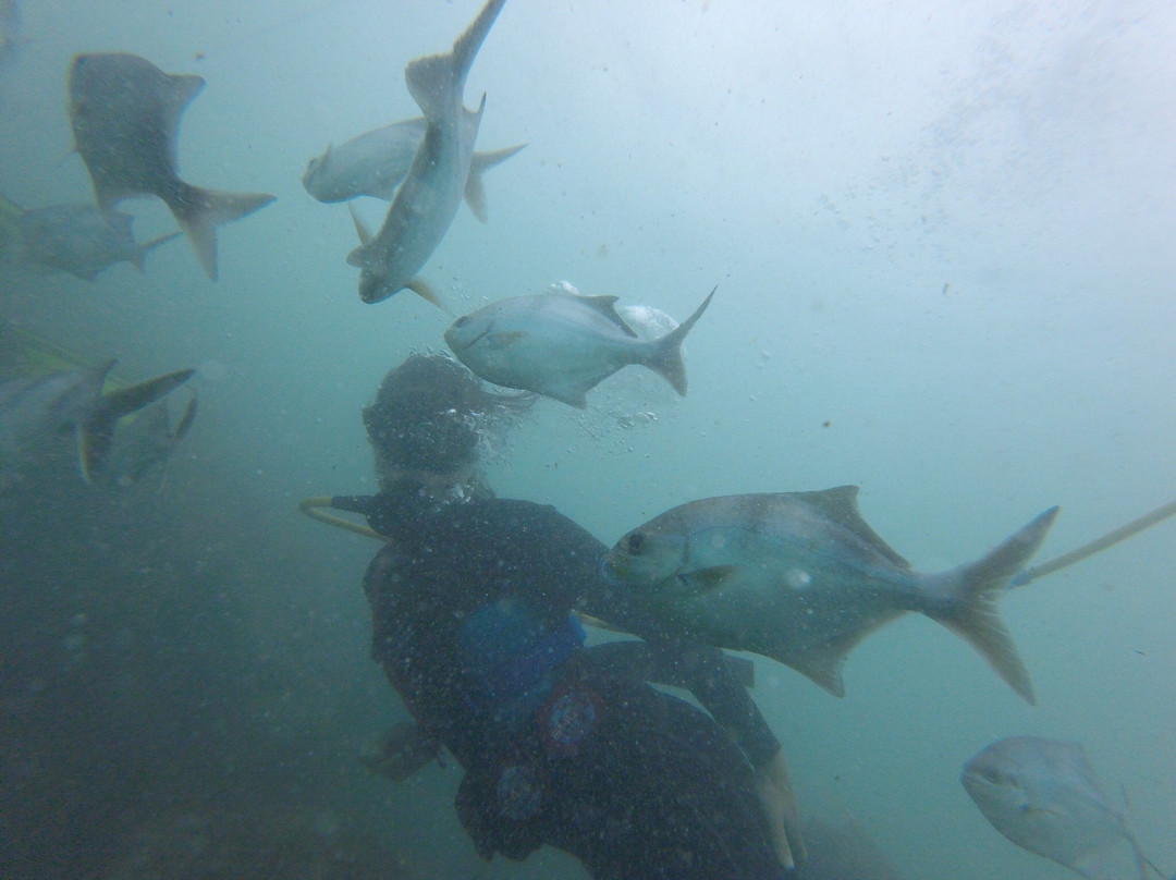 Port Noarlunga Snuba景点图片