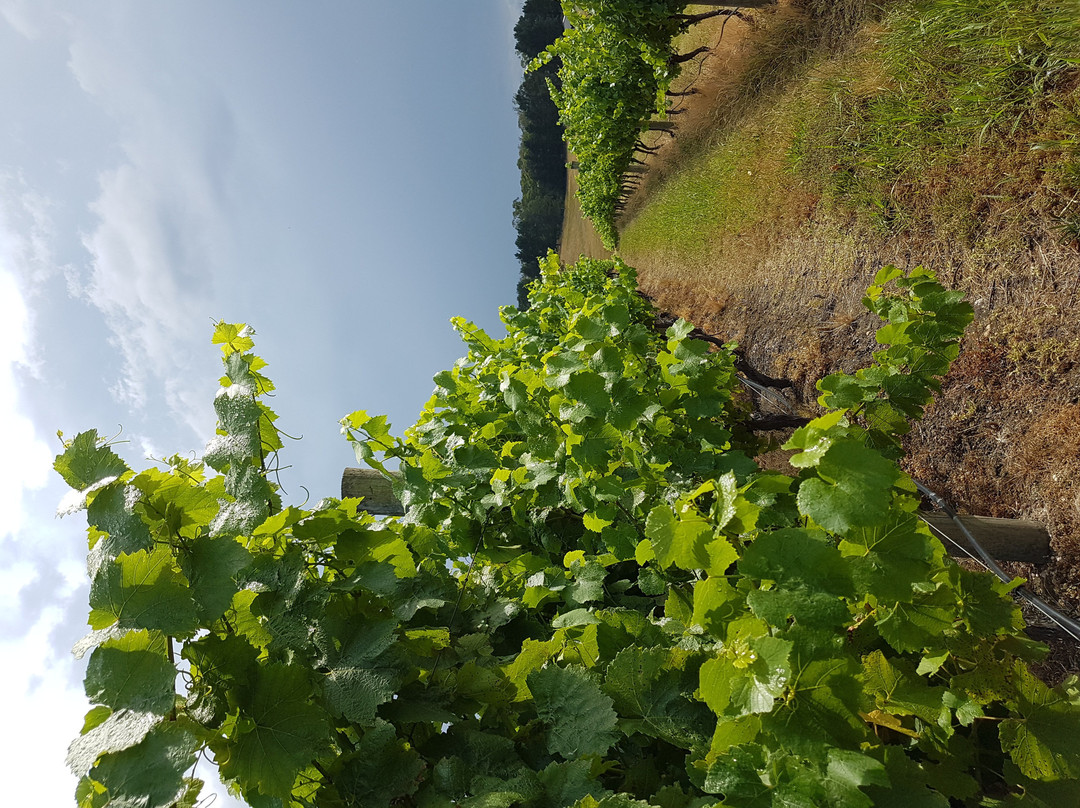 Tambo Winery-Tambo Upper必去景点