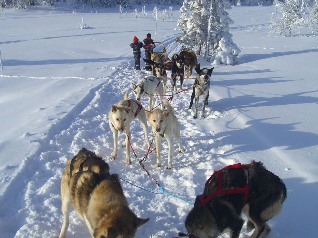 Polardog Mountain Lodge -  Tours景点图片