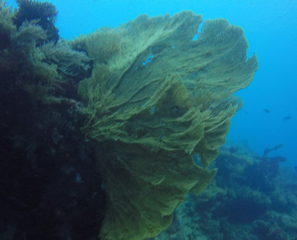 Nyamba Club Plongée-Dzaoudzi必去景点