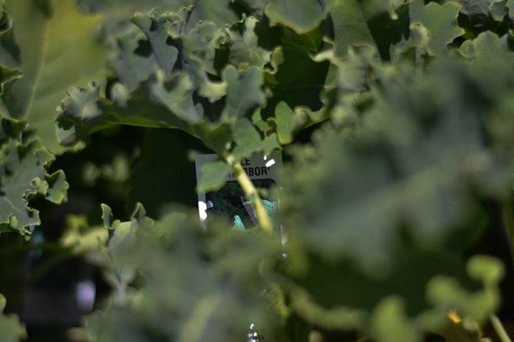 Lee and Maria's-Kingsville必去景点