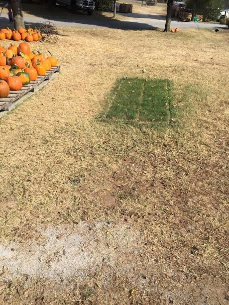 Walden Pumpkin Farm景点图片