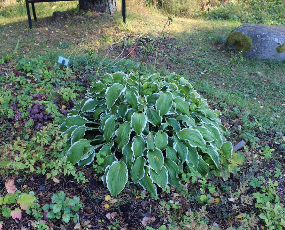 Botanical Garden景点图片