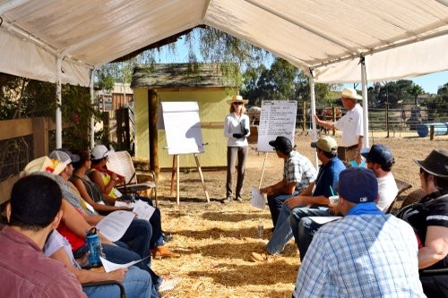 Healing Horse-Bonsall必去景点