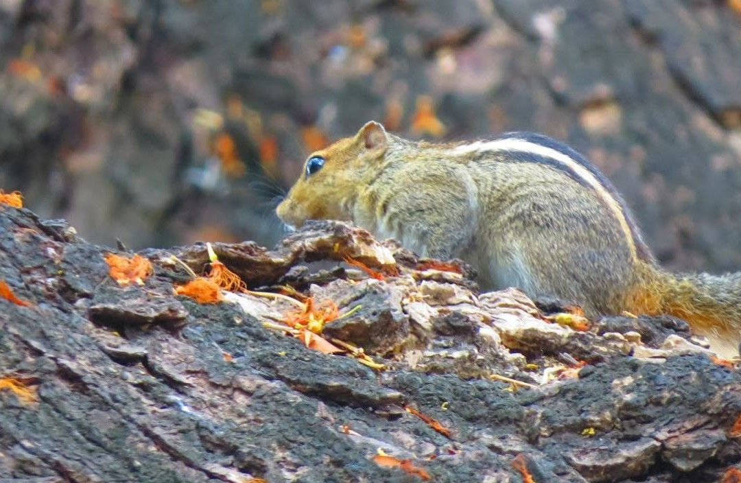 Peshwe Udyan Zoo-浦那必去景点