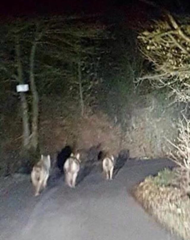 Hotel Restaurant La Verna主图