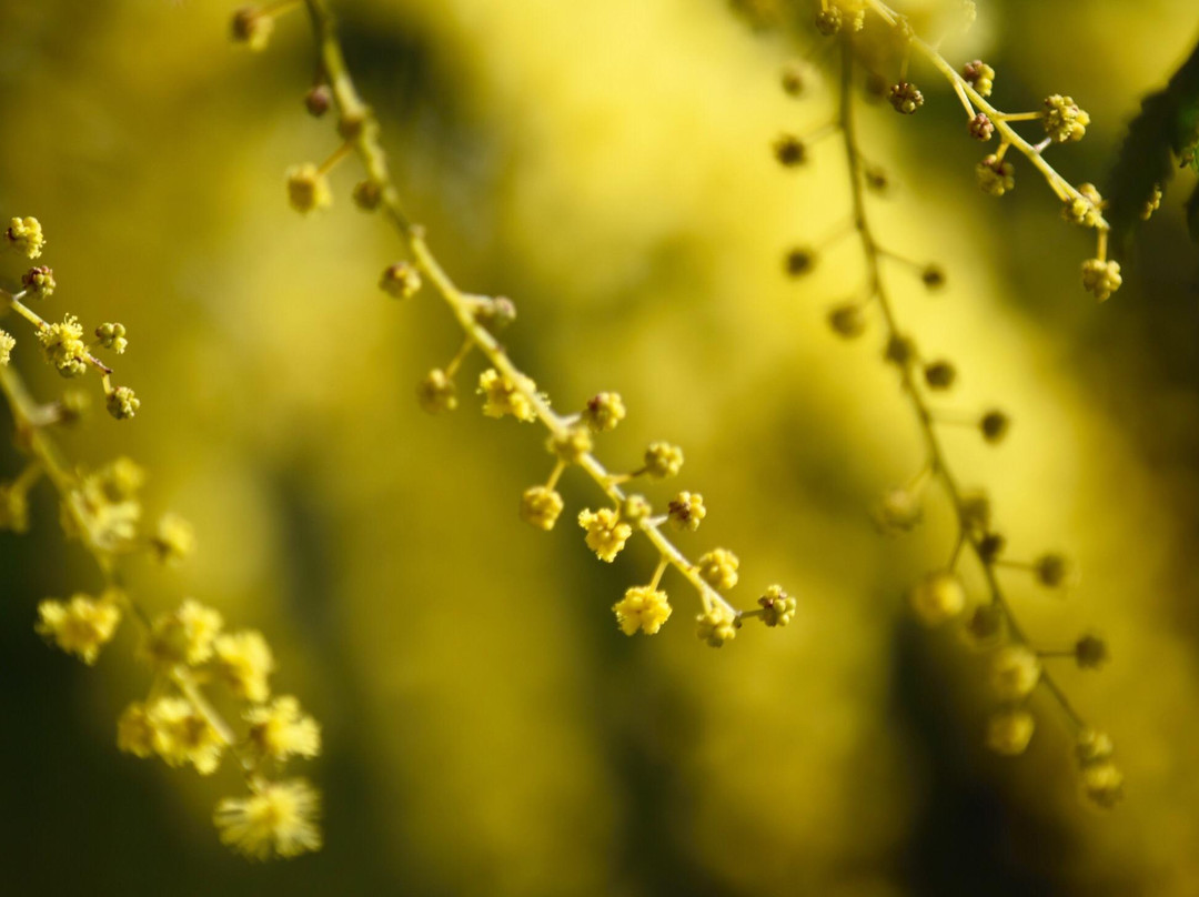 Himi SeasudeBotanical Garden-冰见市必去景点
