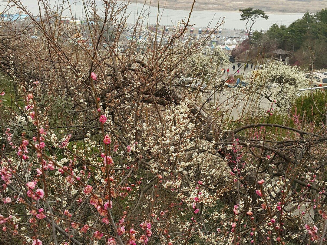 Gwangyang Maehwa Village-光阳市必去景点