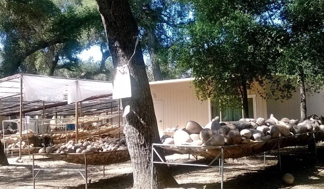 Welburn Gourd Farm, Inc-Fallbrook必去景点