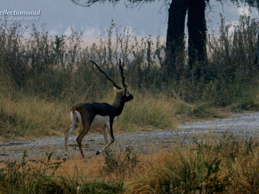 Tal Chhapar Forest Resthouse主图