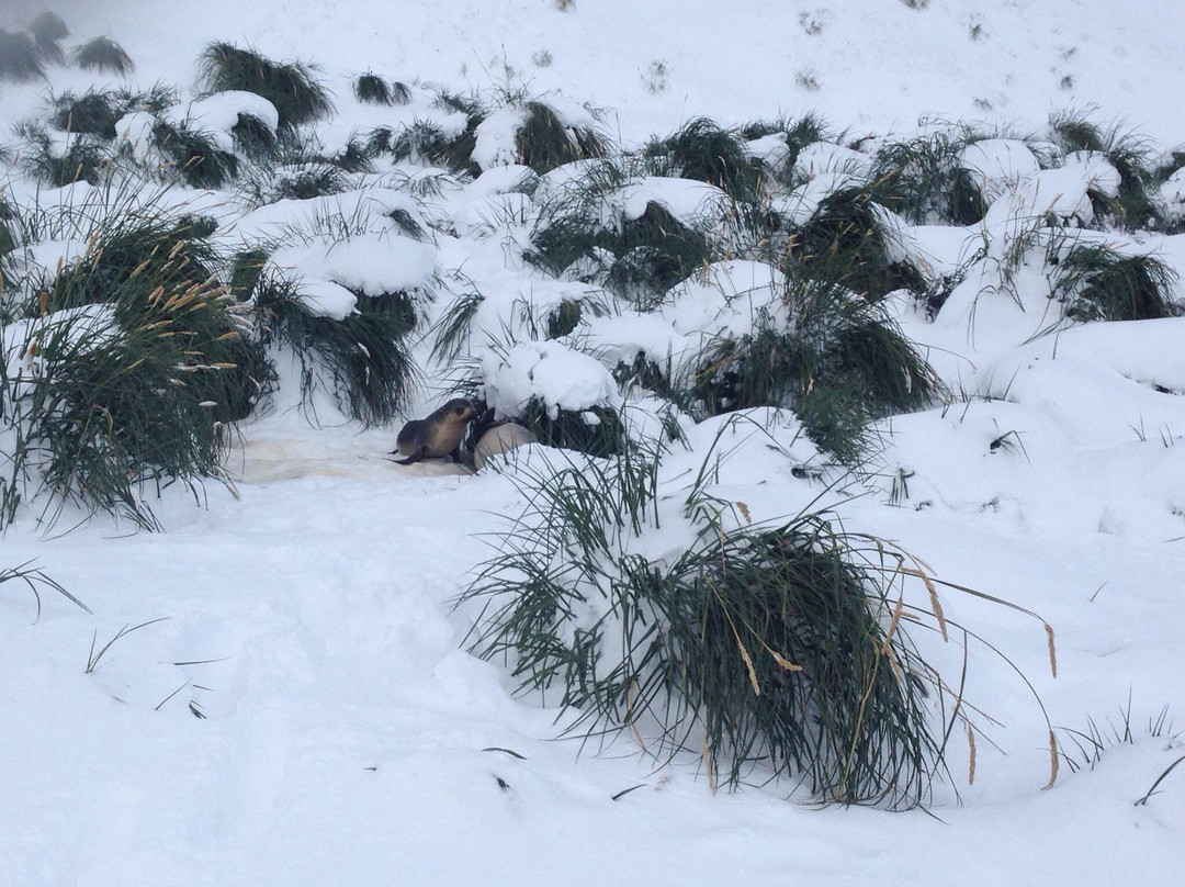 Fortuna Bay-南乔治亚岛必去景点
