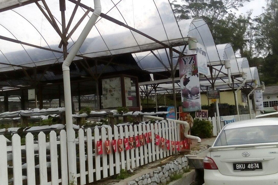 YZ Strawberry Farm-丹那拉塔必去景点