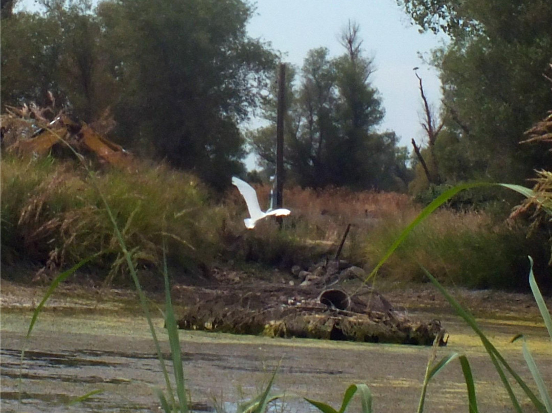 Gray Lodge Wildlife Area-Gridley必去景点