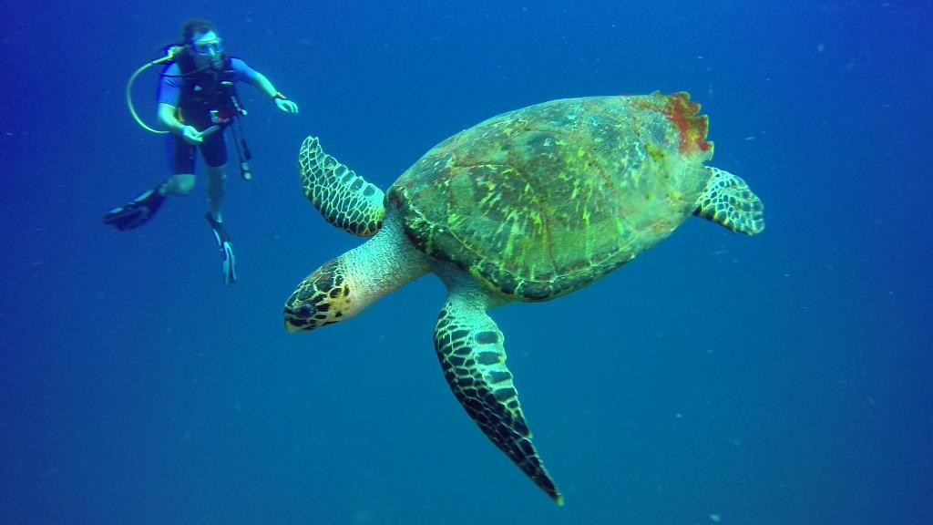 Black Rock Divers Tobago-Black Rock必去景点