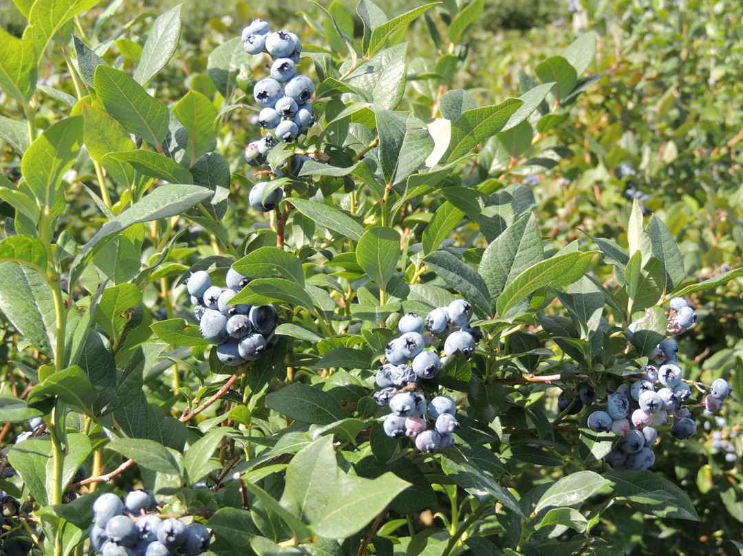 Parks Blueberries景点图片