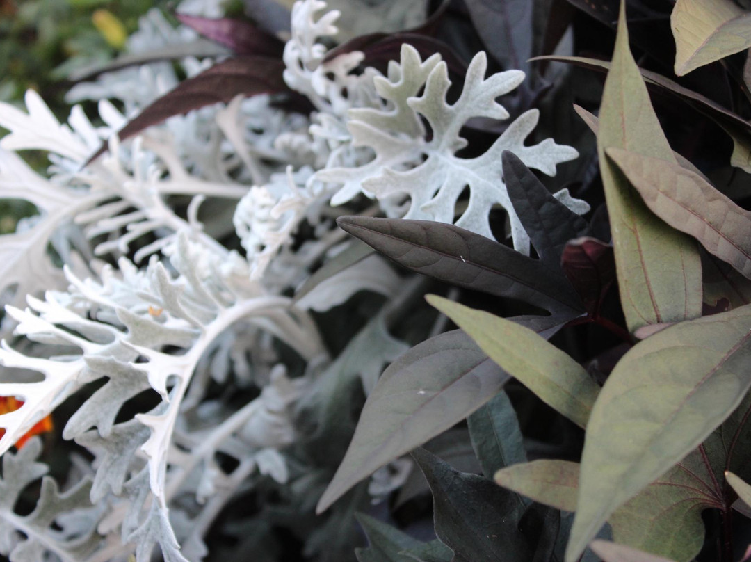 Olcott Park-Virginia必去景点