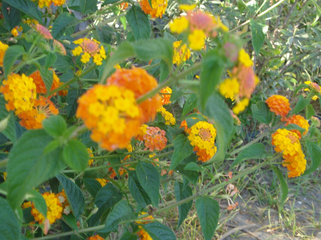 Nature canariensis景点图片