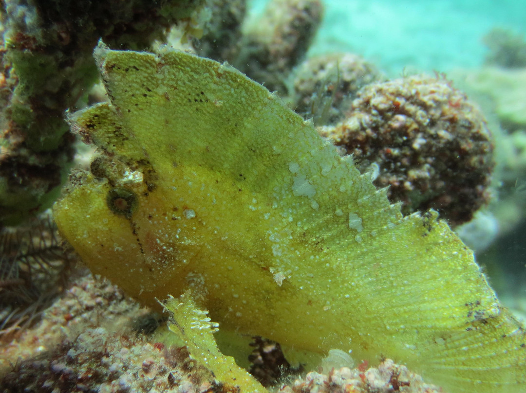 Barracuda Buceo Alona Dive-邦劳岛必去景点