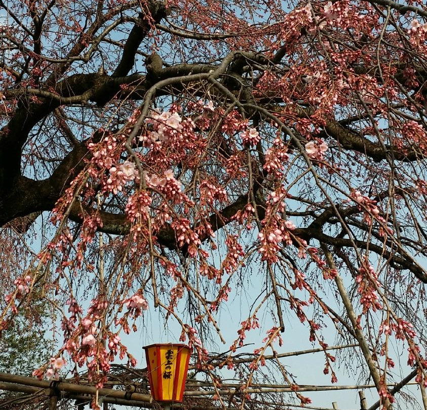 Unjo No Sakura-池田町必去景点