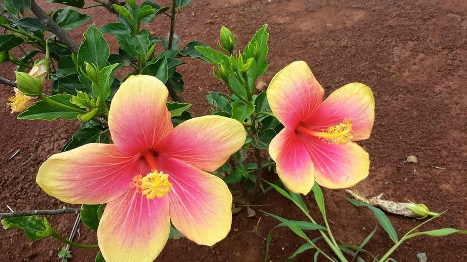 Kalani Kauai-卡拉西奥必去景点