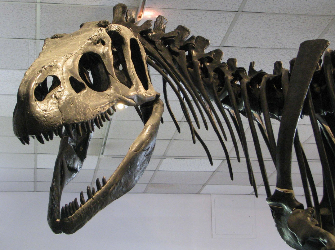 BYU Museum of Paleontology-普若佛必去景点