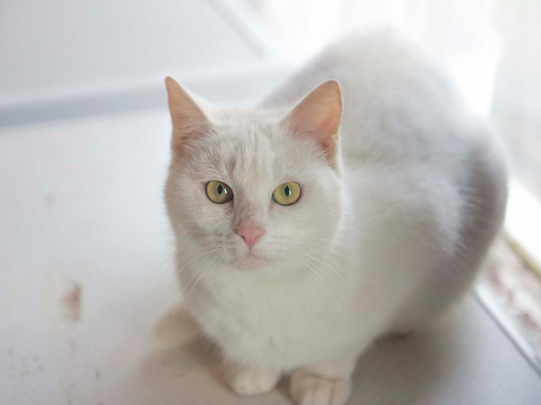 Eddie Joe's Open Farm-Ballaghaderreen必去景点