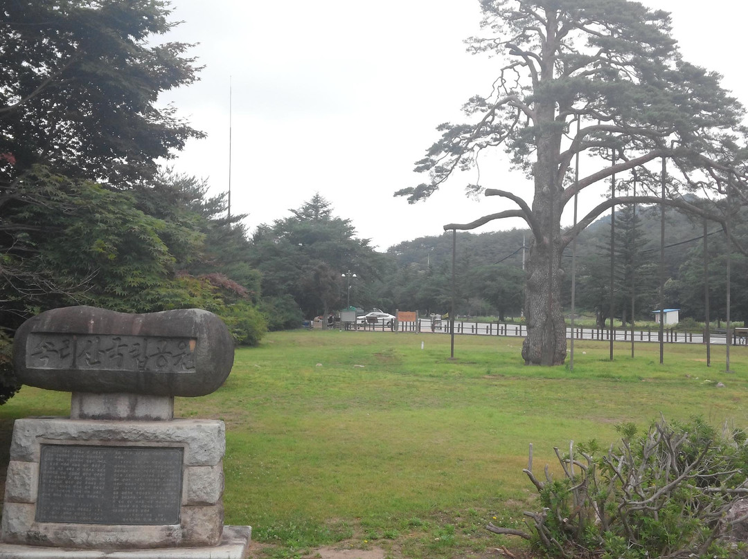 Jeongipumsong Pine Tree-报恩郡必去景点