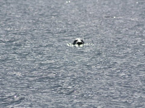 Phoenix Sea Adventures-奈恩必去景点