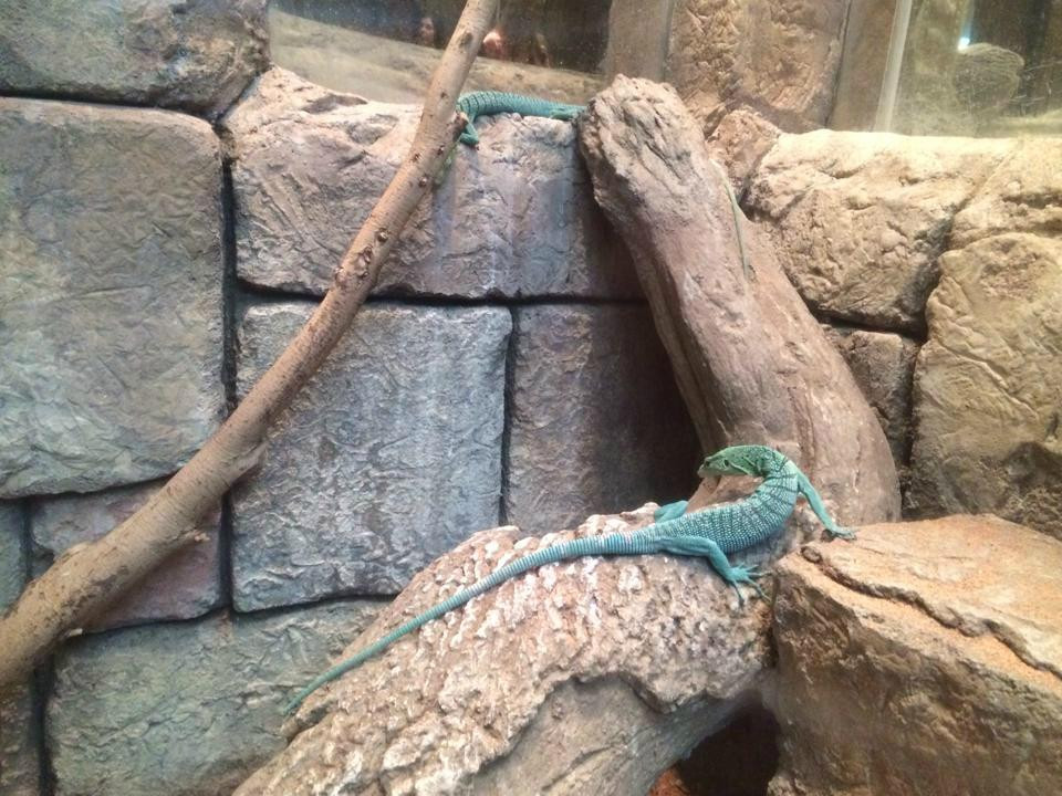 Shark Reef Aquarium-拉斯维加斯必去景点