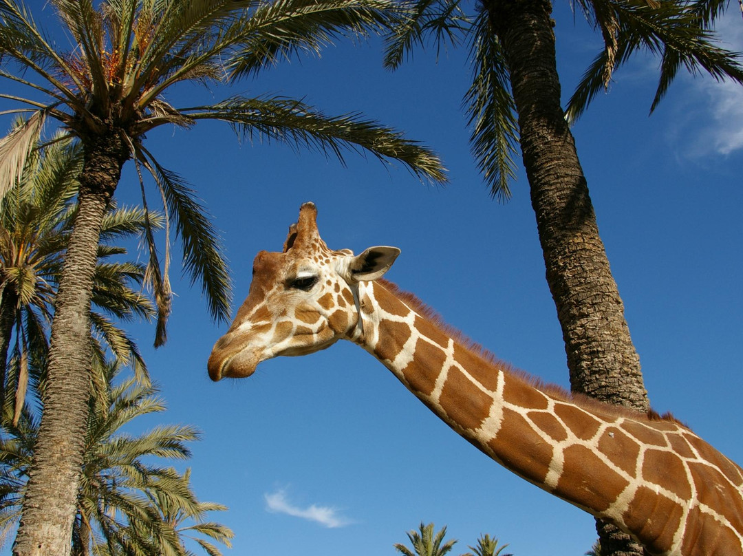 Rio Safari Elche景点图片