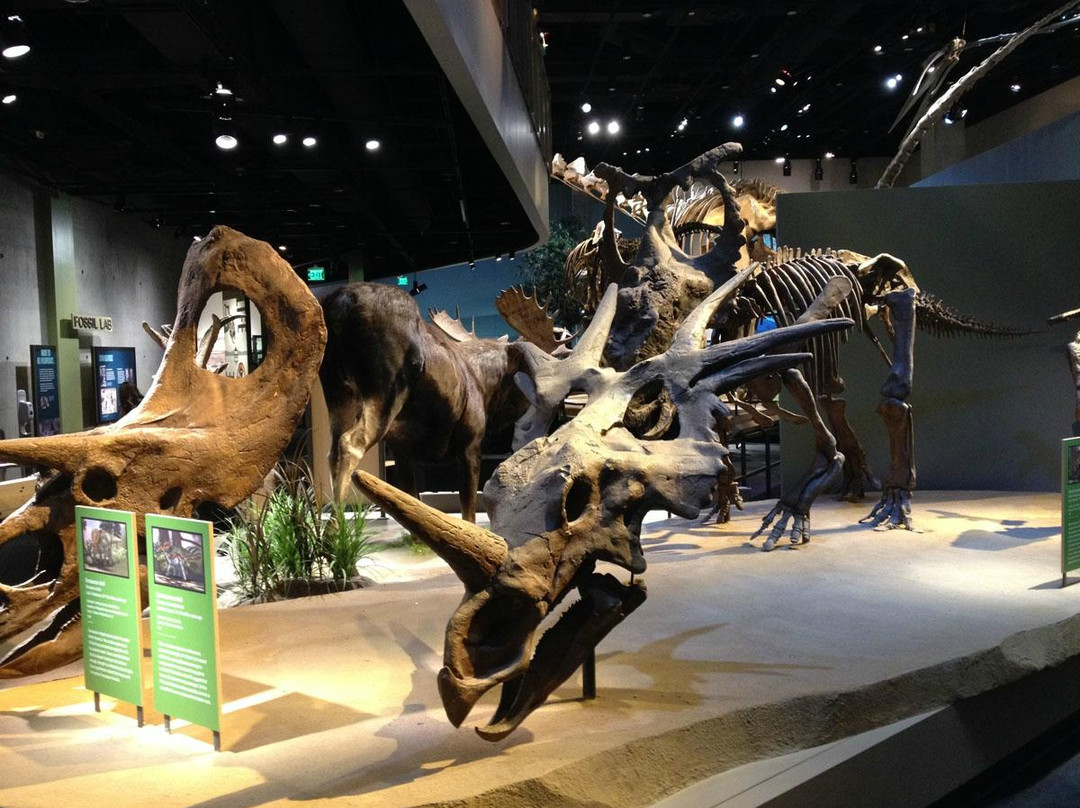 佩洛特自然科学博物馆-达拉斯必去景点