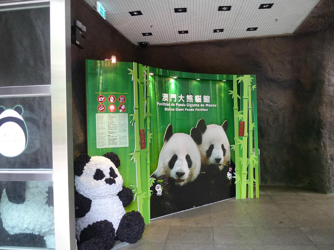 澳门大熊猫馆-澳门必去景点