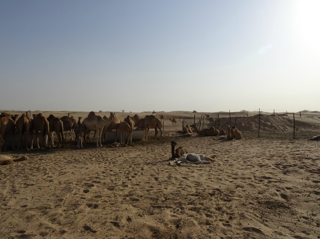 阿联酋狩猎营地-阿布扎比必去景点